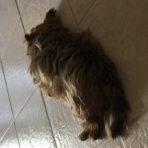 Meet your Posher, Norma